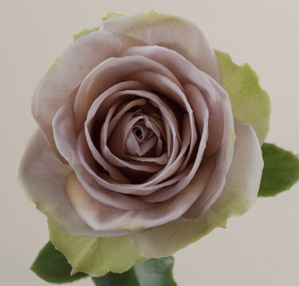 ROSE AMNESIA - 50 CM